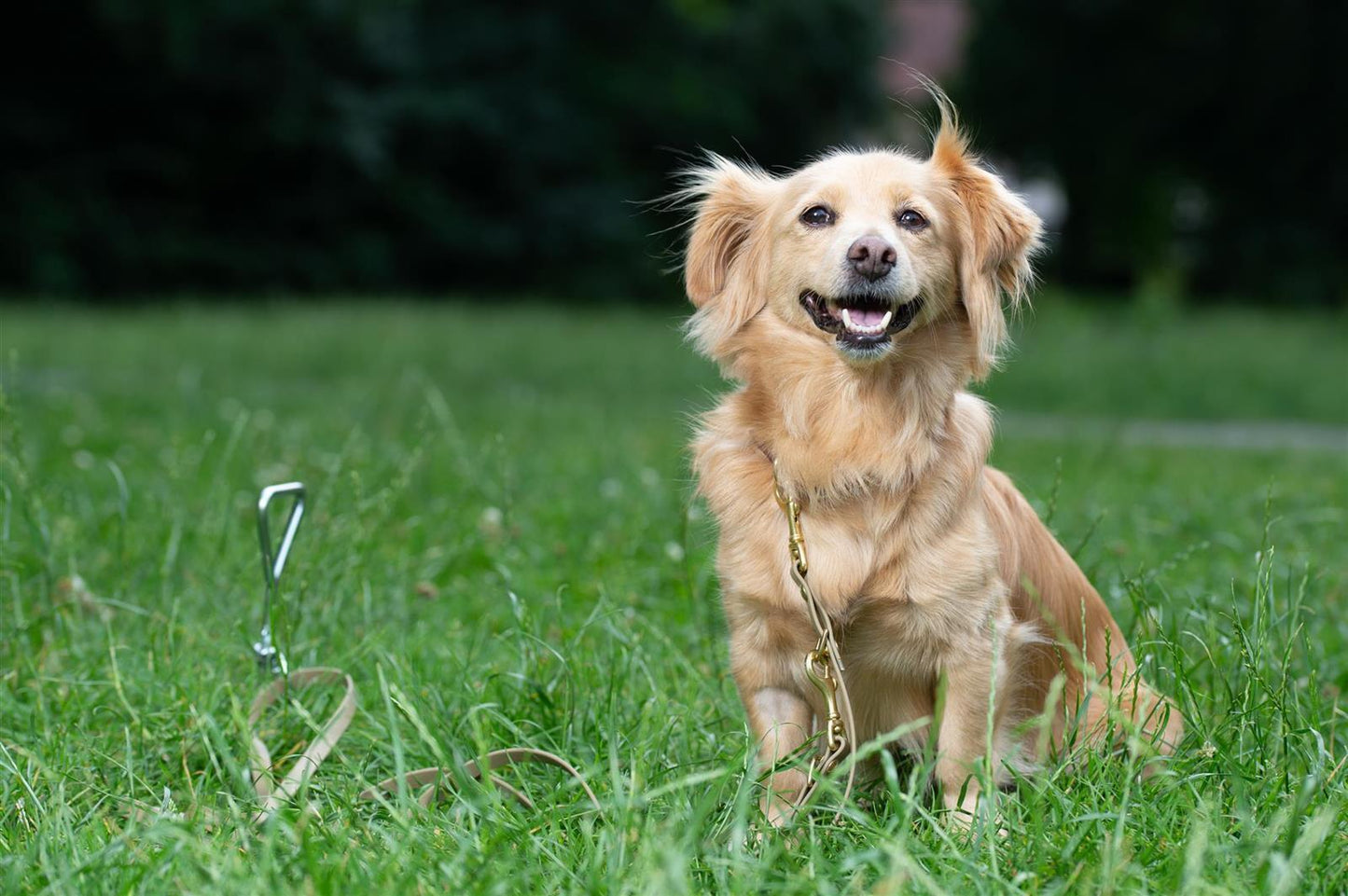 AceCamp Schraubhering aus Edelstahl – 41 cm